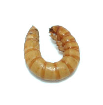 Mealworm Live Food Care Sheet - Tenebrio molitor Care Sheet