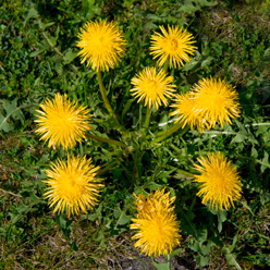 Dandelions - Both the leaves and flowers are edible reptile food
