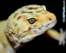 Leopard Gecko Desktop Wallpaper to Download