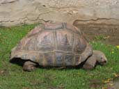 Aledebra Tortoise