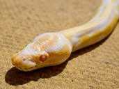Albino Royal Python - Python Regius