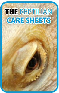 The Reptilian Care Sheets - Snake Care, Lizard Care, Tortoise Care, Turtle Care, Invertebrate Care and more...